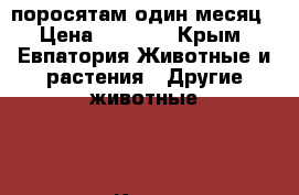 поросятам один месяц › Цена ­ 3 000 - Крым, Евпатория Животные и растения » Другие животные   . Крым,Евпатория